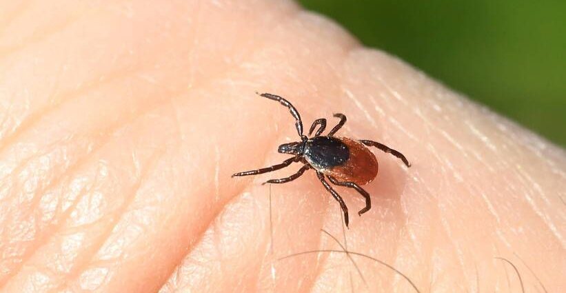 The Lyme disease vaccine is getting closer. It will also be tested in Poland