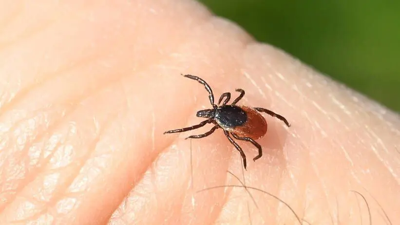 The Lyme disease vaccine is getting closer. It will also be tested in Poland