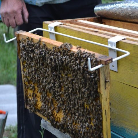 The maintenance of bees in a two-hull hive for 12 frames