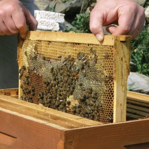 The maintenance of bees in a two-hull hive for 12 frames