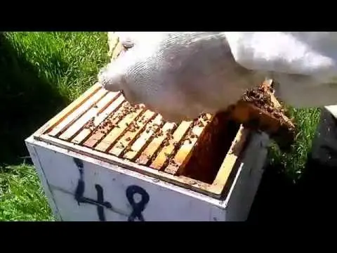 The maintenance of bees in a two-hull hive for 12 frames