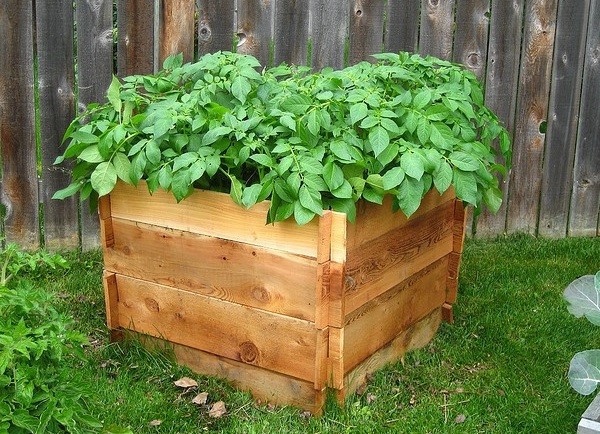 The method of growing potatoes in boxes: preparing the soil and planting material