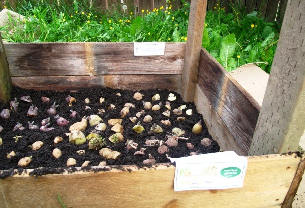 The method of growing potatoes in boxes: preparing the soil and planting material