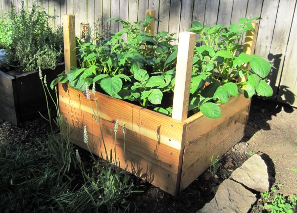 The method of growing potatoes in boxes: preparing the soil and planting material