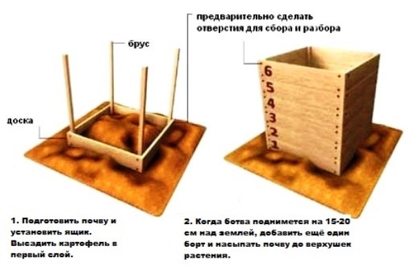 The method of growing potatoes in boxes: preparing the soil and planting material