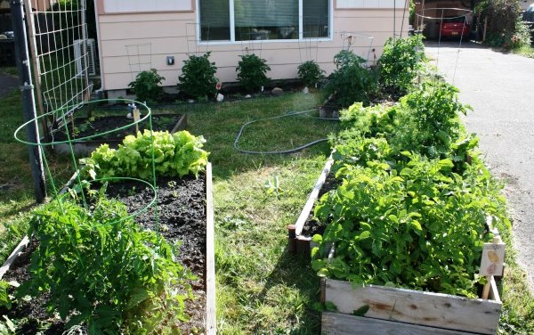 The method of growing potatoes in boxes: preparing the soil and planting material