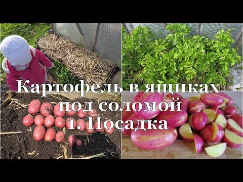 The method of growing potatoes in boxes: preparing the soil and planting material