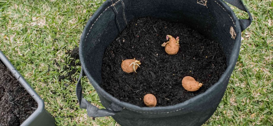 The method of growing potatoes in boxes: preparing the soil and planting material