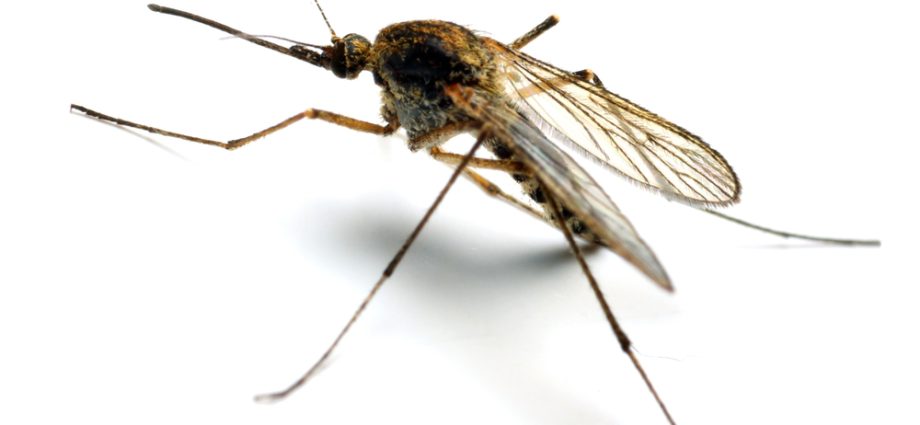 The mosquito can transmit dangerous parasites. How can you protect yourself from it?