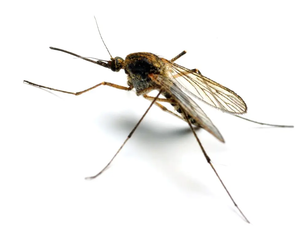 The mosquito can transmit dangerous parasites. How can you protect yourself from it?