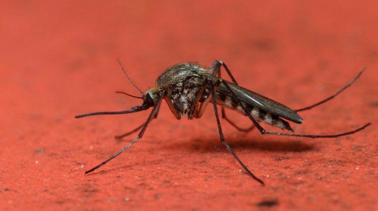 The mosquitoes that bother us this year have waited several years to hatch. Why?