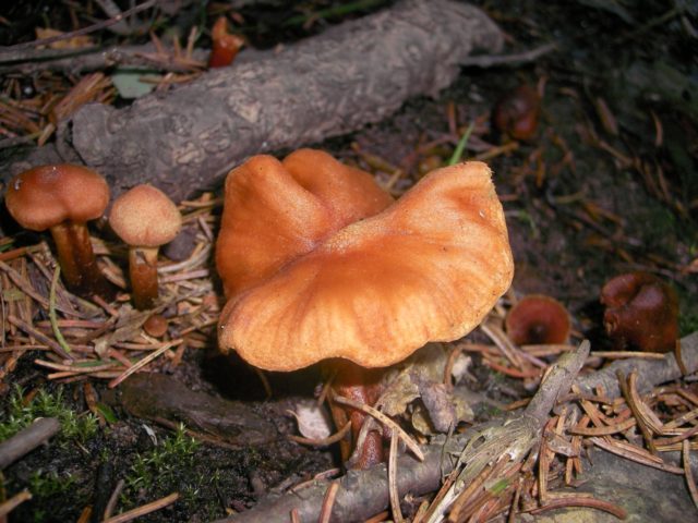 The most beautiful cobweb (reddish): a deadly poisonous mushroom, photo and description