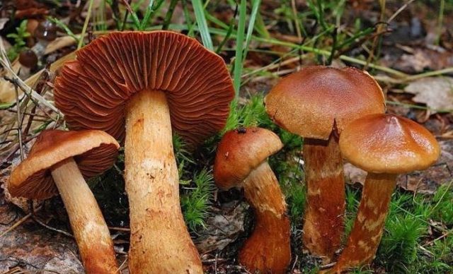 The most beautiful cobweb (reddish): a deadly poisonous mushroom, photo and description