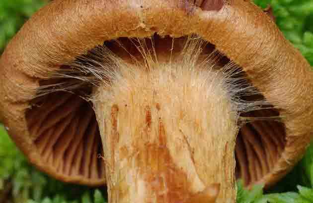 The most beautiful cobweb (reddish): a deadly poisonous mushroom, photo and description