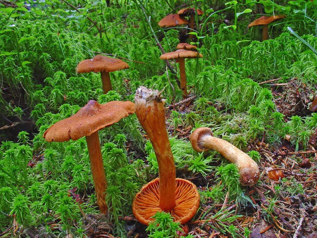 The most beautiful cobweb (reddish): a deadly poisonous mushroom, photo and description