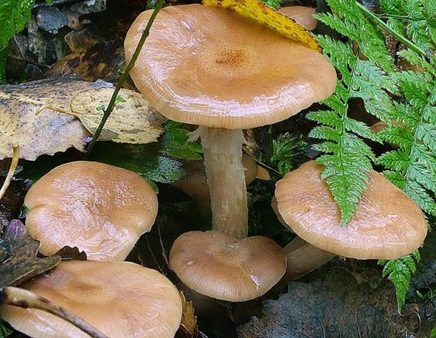 The most beautiful cobweb (reddish): a deadly poisonous mushroom, photo and description