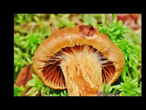 The most beautiful cobweb (reddish): a deadly poisonous mushroom, photo and description