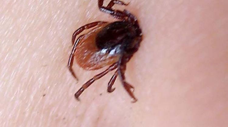 The most dangerous tick-borne diseases. What can you get infected in Polish plein-airs? What are the symptoms?