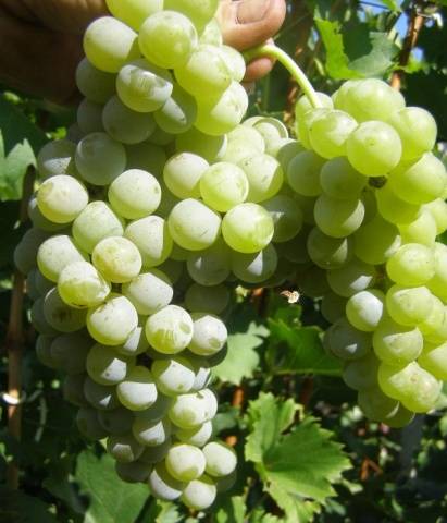 The most delicious grape varieties: description, photos, reviews