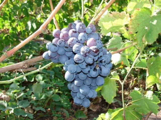 The most delicious grape varieties: description, photos, reviews