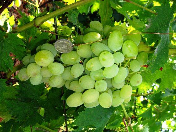 The most delicious grape varieties: description, photos, reviews