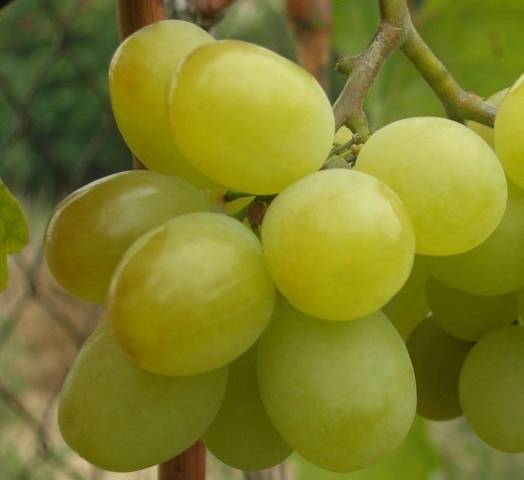 The most delicious grape varieties: description, photos, reviews