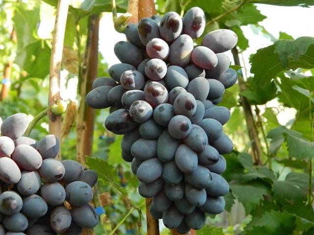 The most delicious grape varieties: description, photos, reviews