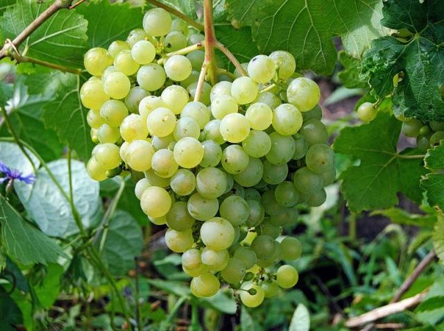 The most delicious grape varieties: description, photos, reviews