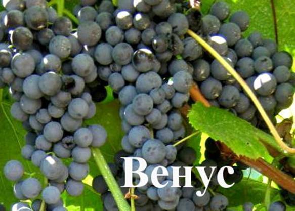 The most delicious grape varieties: description, photos, reviews