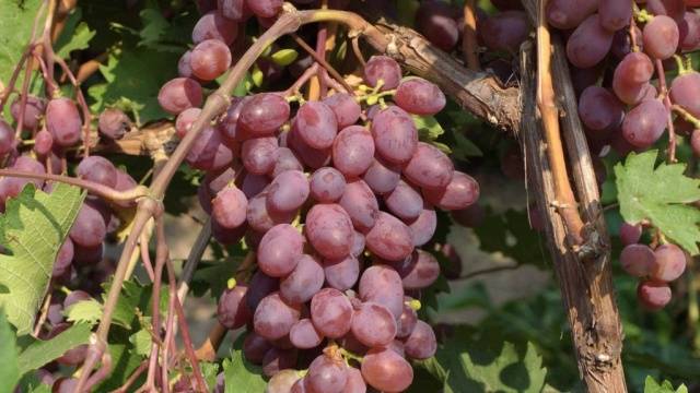 The most delicious grape varieties: description, photos, reviews