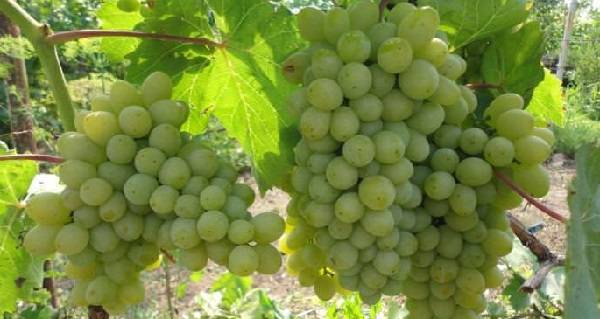 The most delicious grape varieties: description, photos, reviews