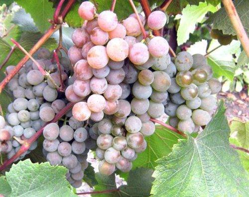 The most delicious grape varieties: description, photos, reviews