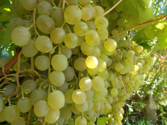 The most delicious grape varieties: description, photos, reviews