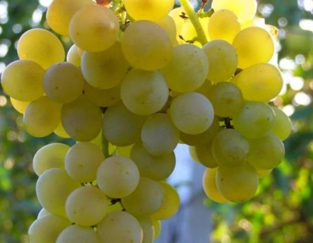 The most delicious grape varieties: description, photos, reviews