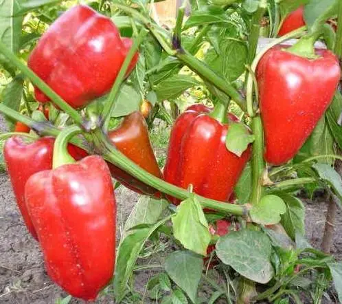 The most popular varieties of pepper