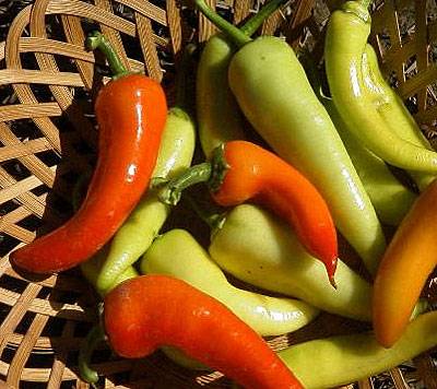 The most popular varieties of pepper