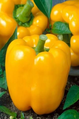 The most popular varieties of pepper