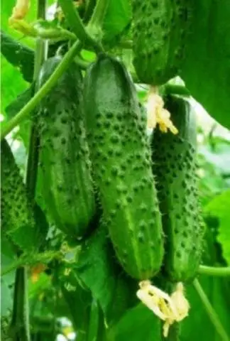 The most productive cucumber hybrids