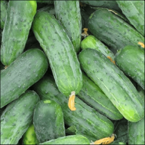 The most productive cucumber hybrids