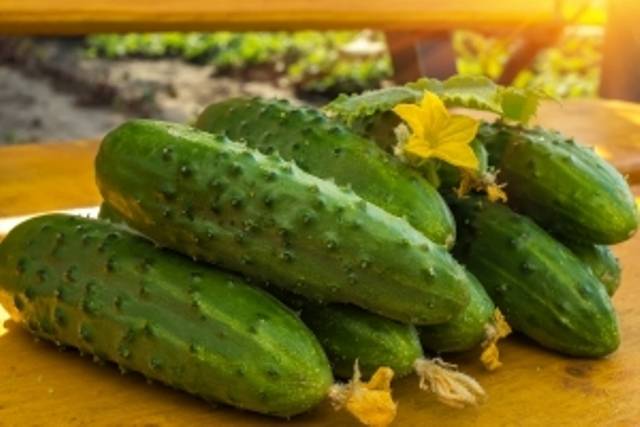 The most productive cucumber hybrids