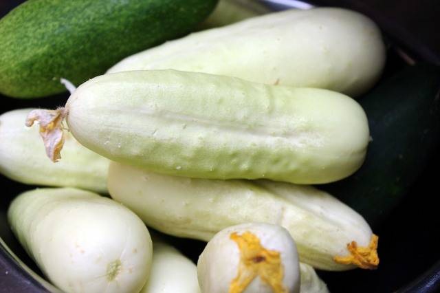 The most productive cucumber hybrids