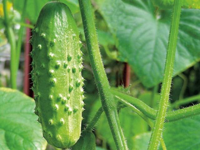 The most productive cucumber hybrids