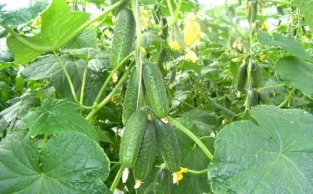 The most productive cucumber hybrids