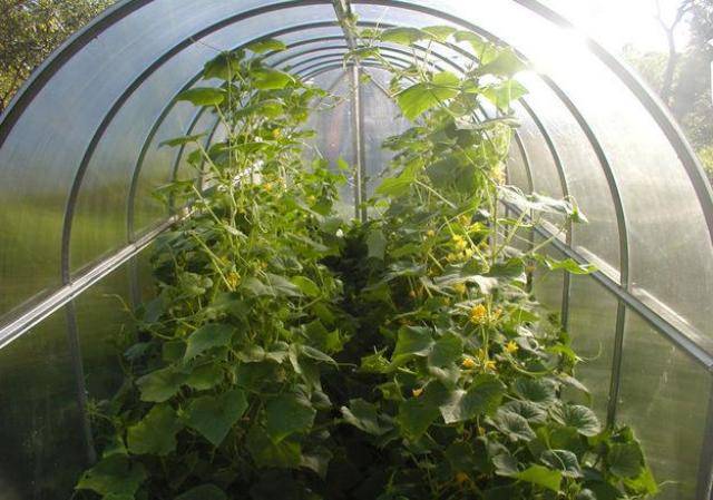 The most productive cucumber hybrids