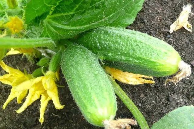 The most productive cucumber hybrids