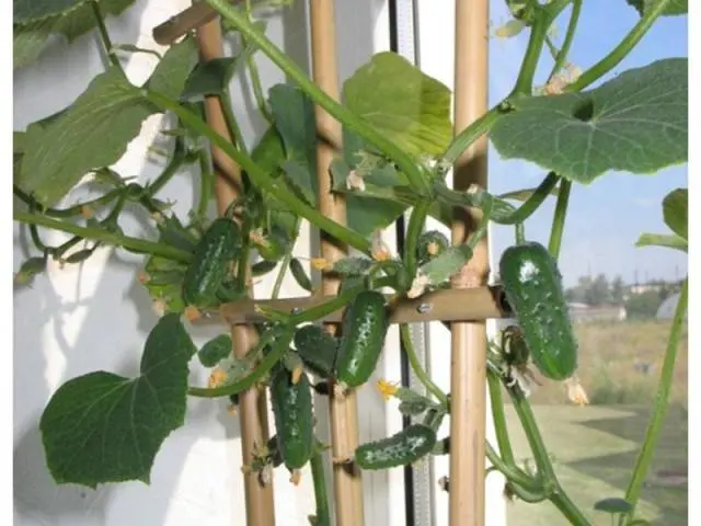 The most productive cucumber hybrids