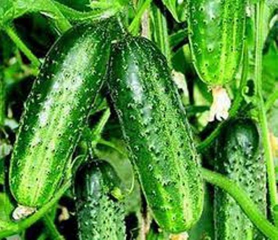 The most productive cucumber hybrids