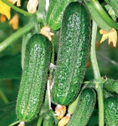 The most productive cucumber hybrids