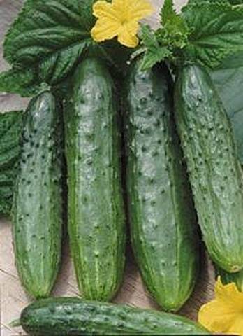 The most productive cucumber hybrids