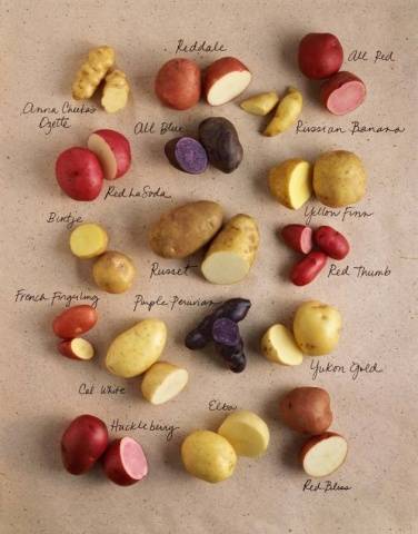 The most productive potato varieties for central Our Country